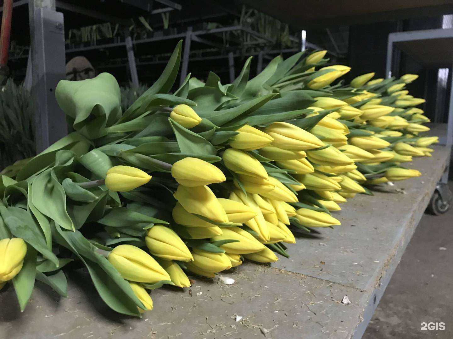 Отзывы на компанию Оптовая компания по поставкам тюльпанов и мимоз в г. Красноярск c фото