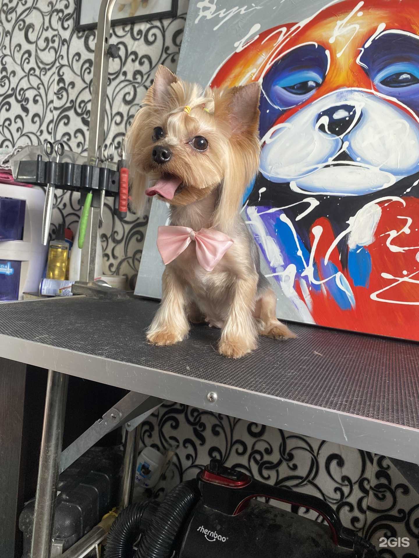 Отзывы на компанию Студия груминга в г. Владивосток c фото