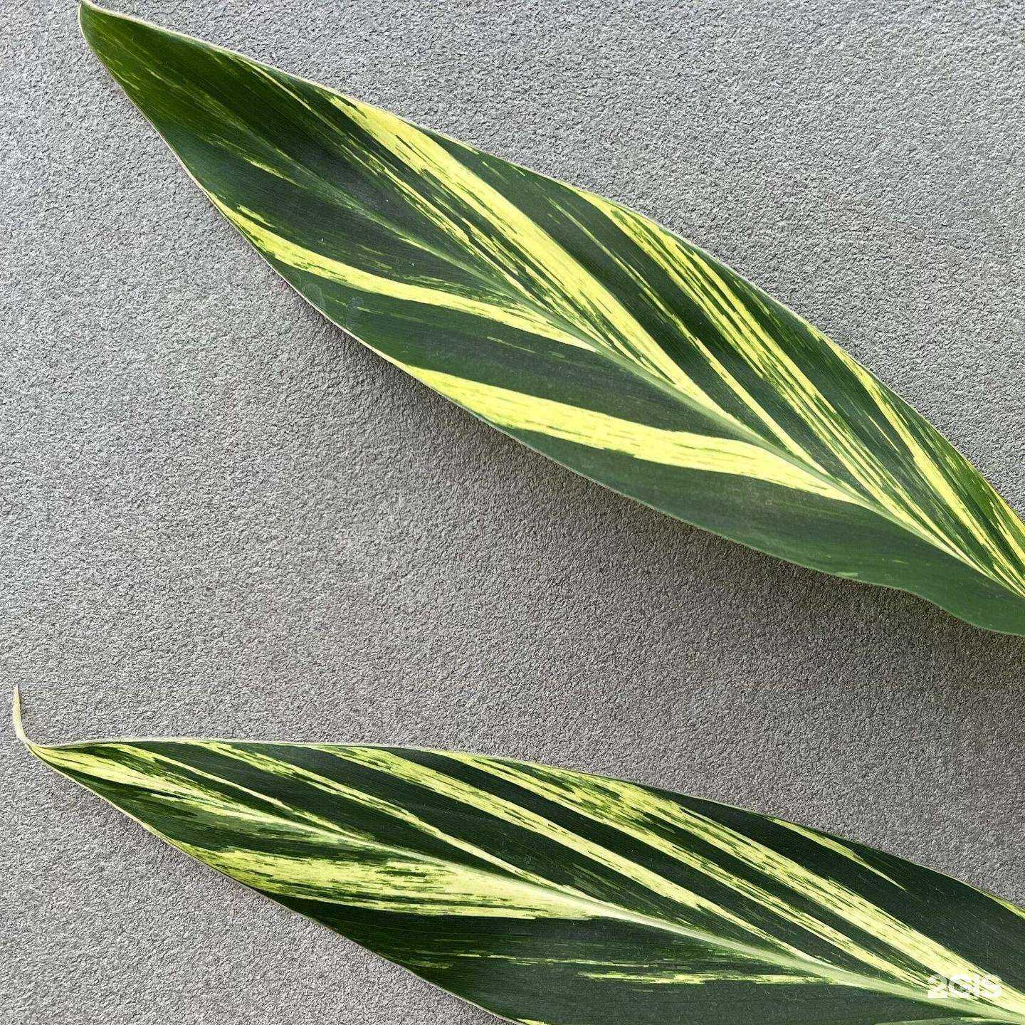 Отзывы на компанию Вечнозелёные в Рыбинске c фото