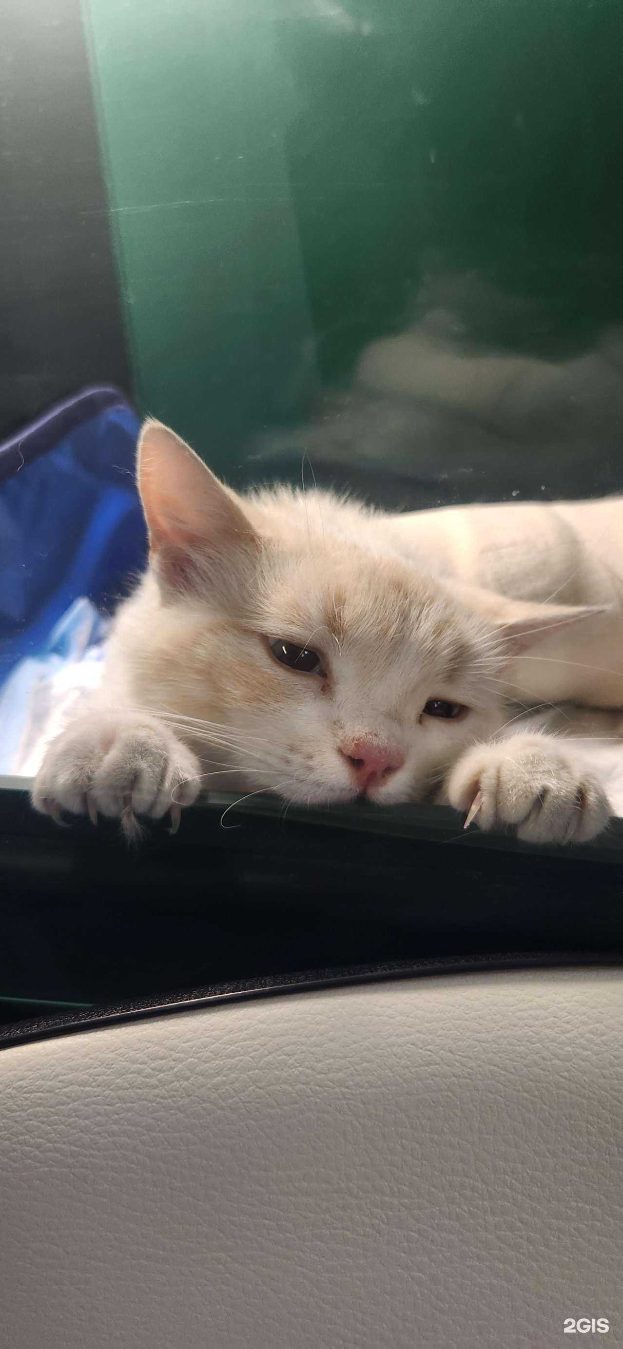 Отзывы на компанию Городской ветеринарный центр в Анапе c фото