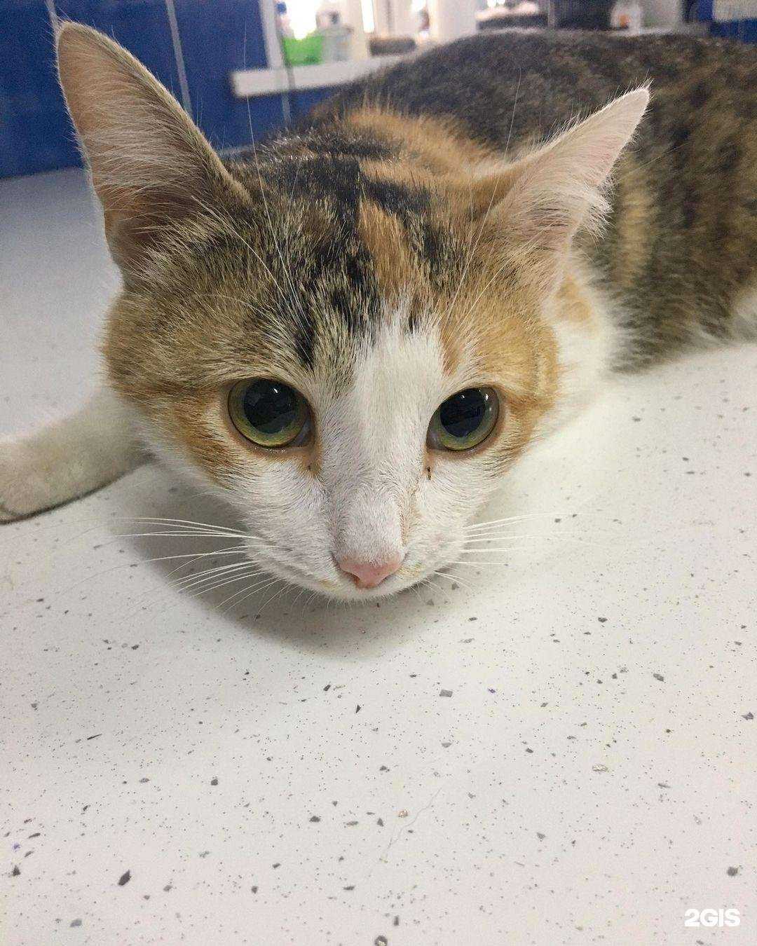 Отзывы на компанию ЗооВетТорг в Мелеузе c фото