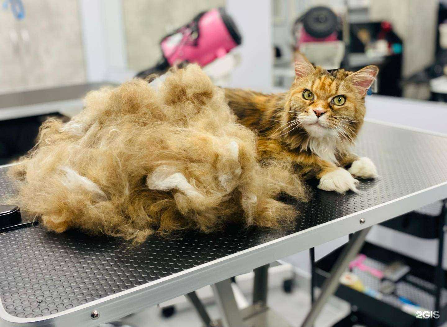 Отзывы на компанию Zooстиль в г. Ростов-на-Дону c фото