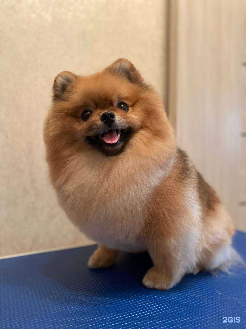 Отзывы на компанию Счастливый Пёс в Новосибирске c фото