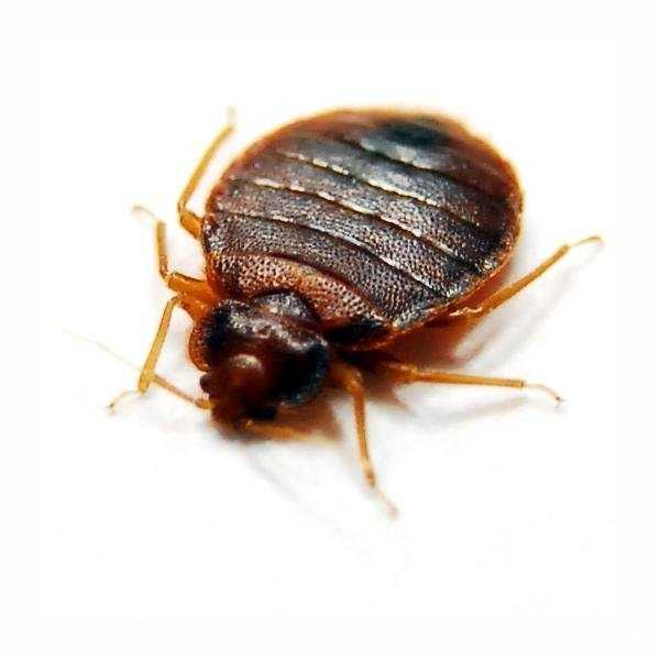 Отзывы на компанию Дез служба Ноябрьск в Ноябрьске c фото