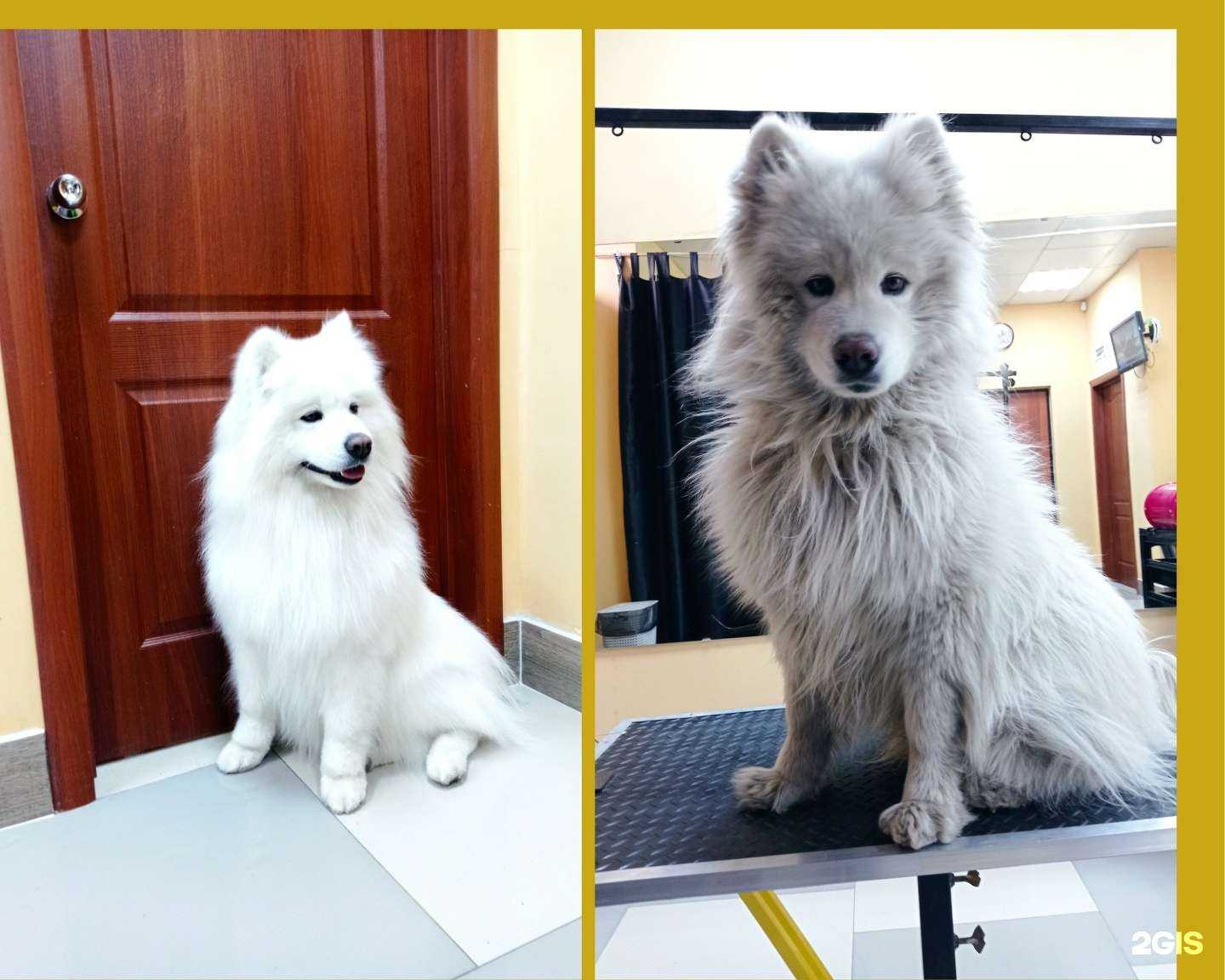 Отзывы на компанию Beauty pets в Иркутске c фото