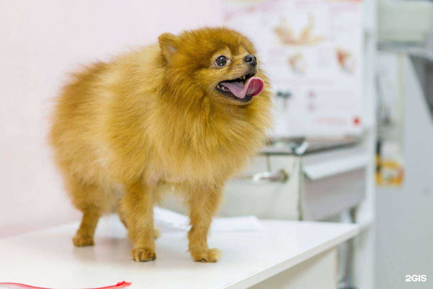 Отзывы на компанию Зооника в Сосновоборске c фото