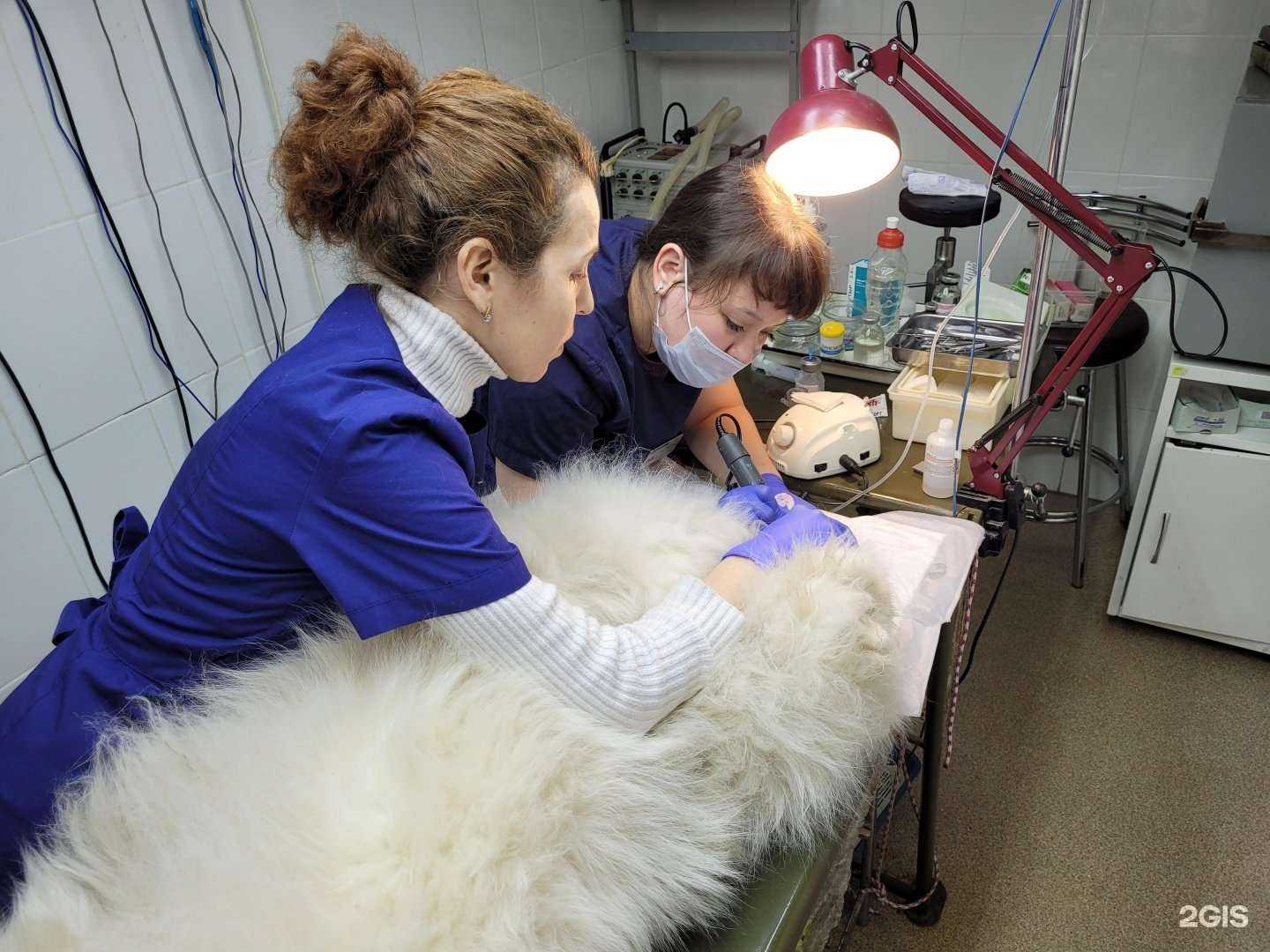 Отзывы на компанию АльфаВет в г. Стерлитамак c фото