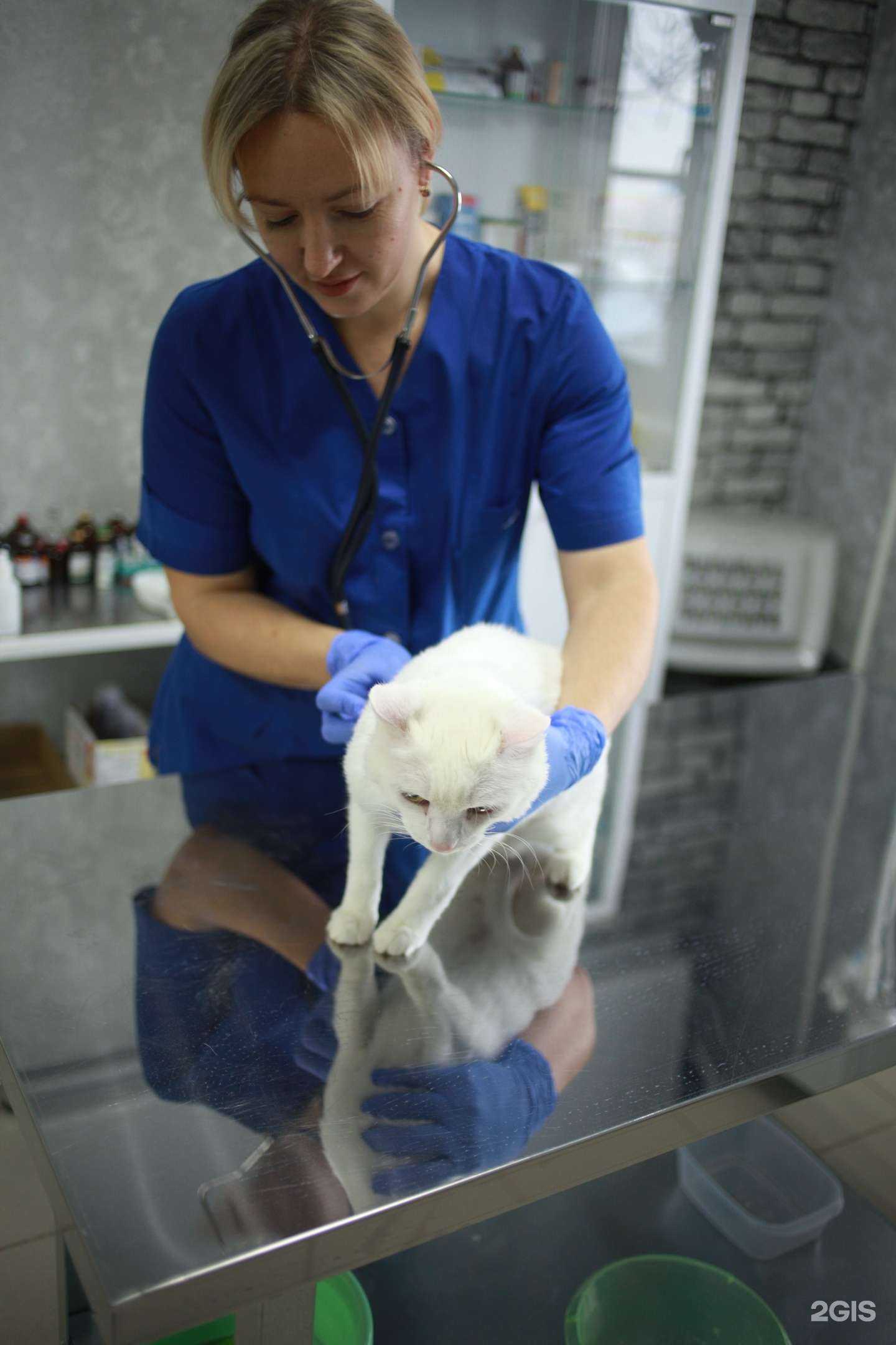 Отзывы на компанию Усатый Полосатый в г. Оренбург c фото