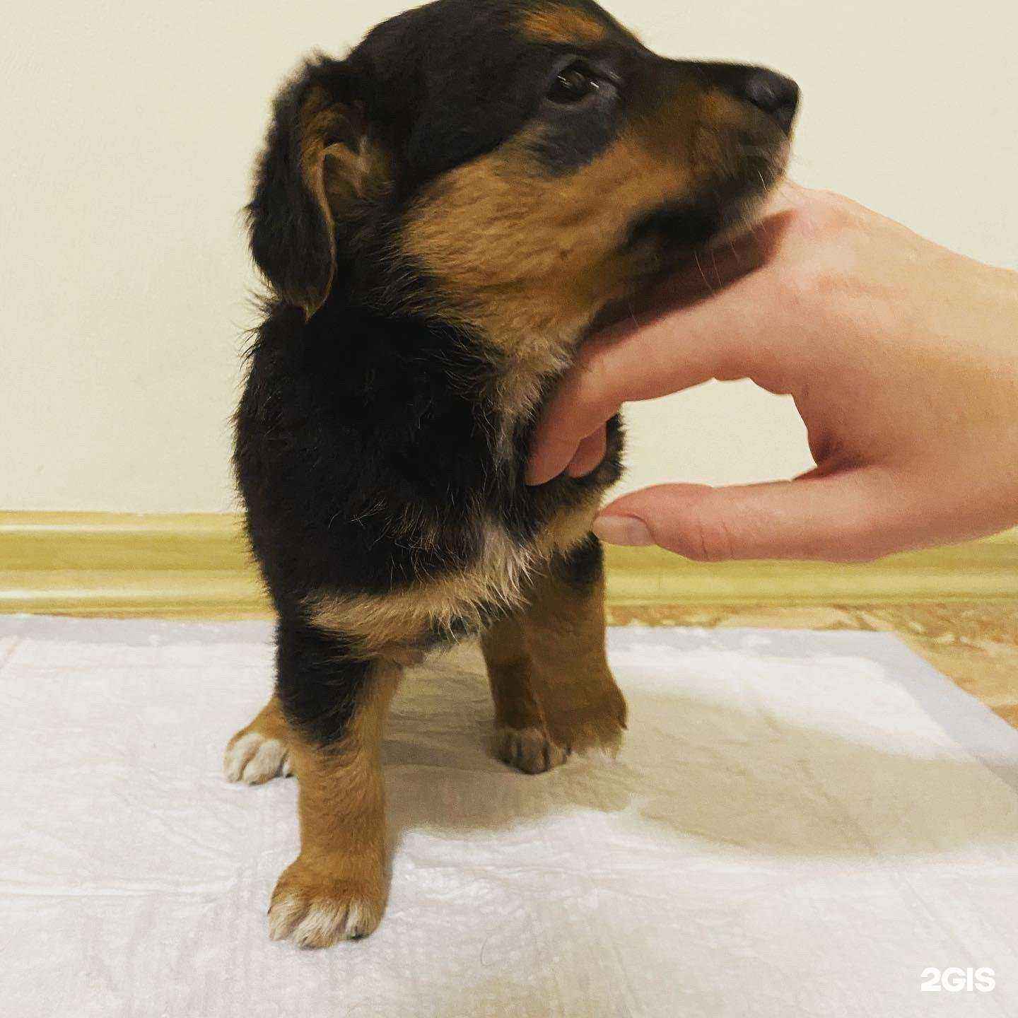 Отзывы на компанию Ветеринарный кабинет в Курске c фото