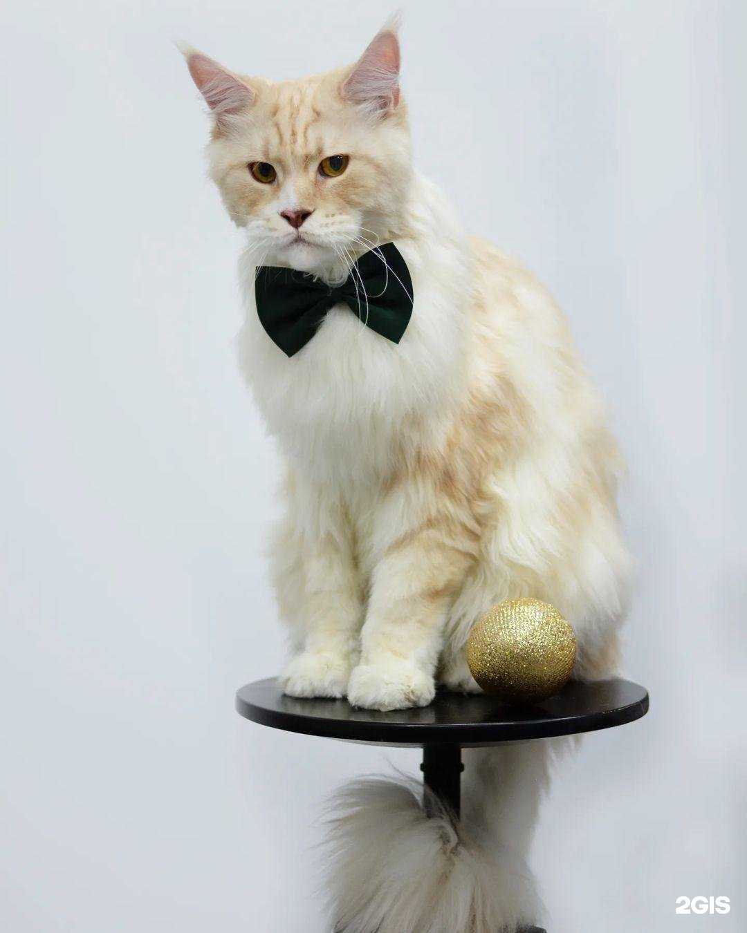 Отзывы на компанию Bernard в Нижнекамске c фото