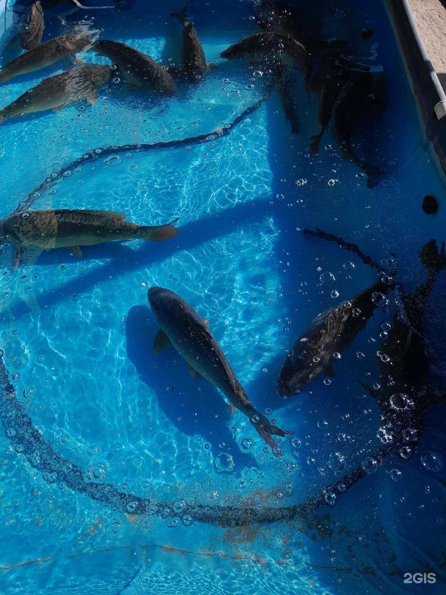 Отзывы на компанию Магазин живых и вареных раков в г. Краснодар c фото