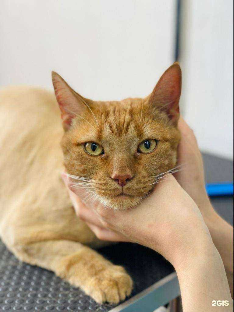 Отзывы на компанию Groom.York в г. Ростов-на-Дону c фото