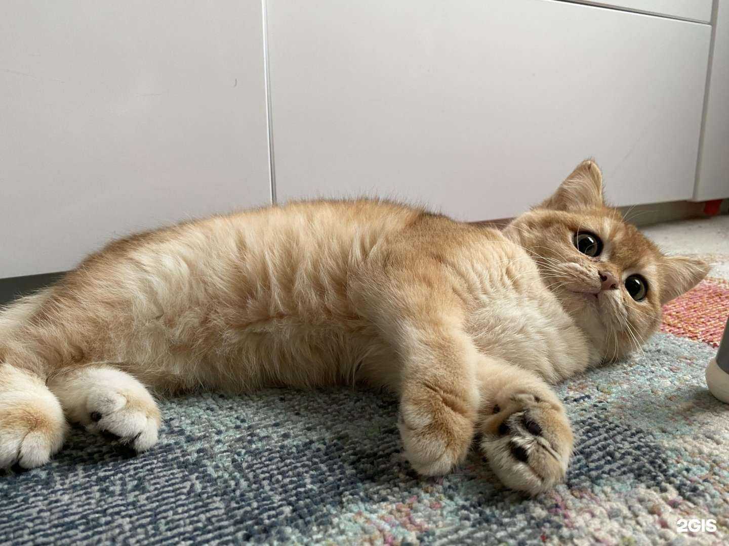 Отзывы на компанию Ка Дэ Бо в г. Воронеж c фото