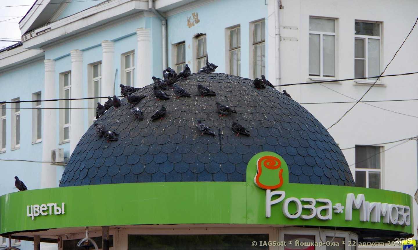 Отзывы на компанию Роза-мимоза в Йошкар-Оле c фото