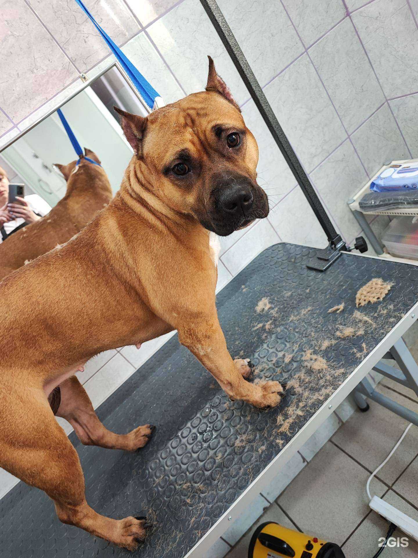 Отзывы на компанию ЗооСтиль в Пензе c фото