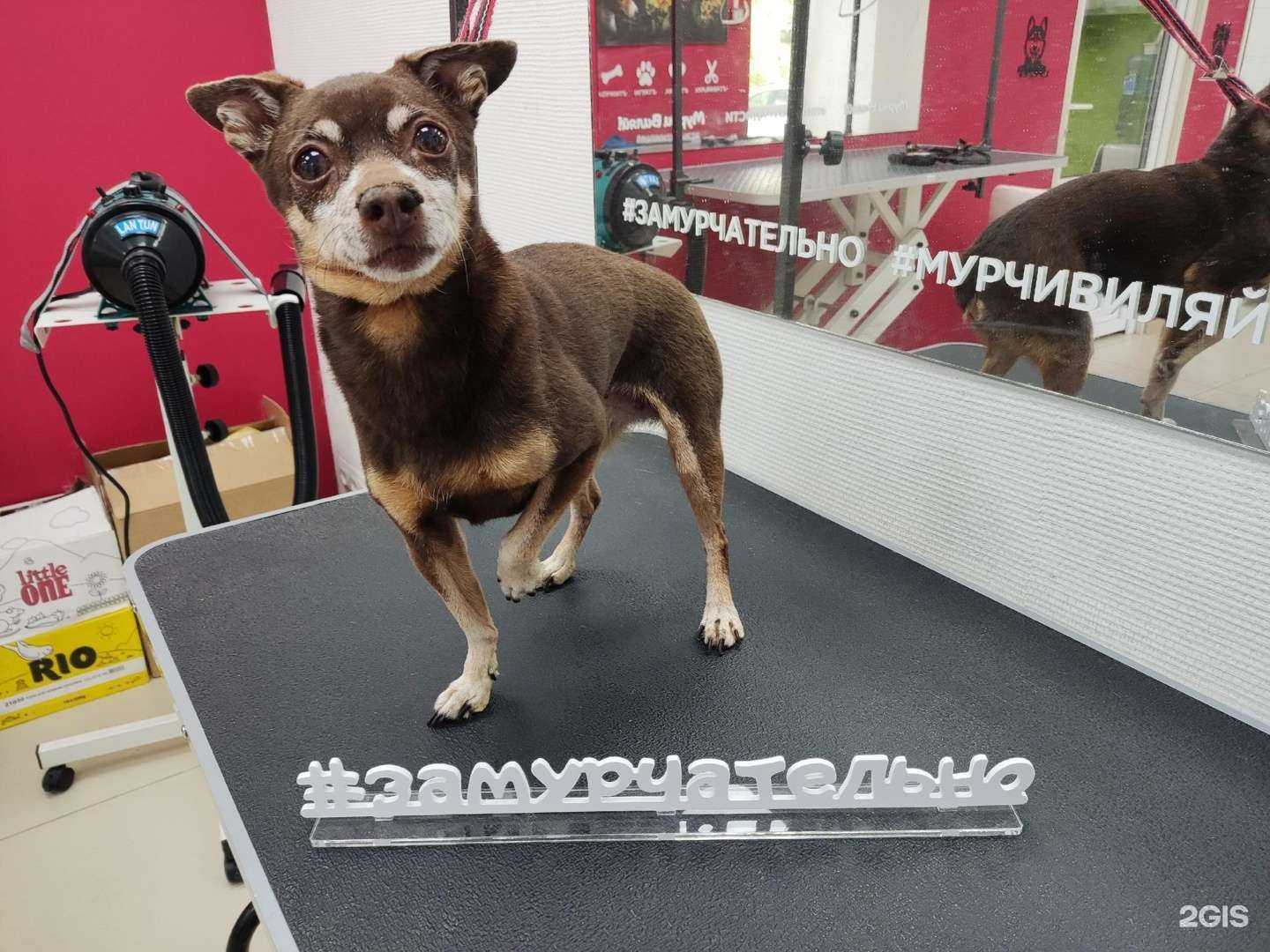 Отзывы на компанию Зоо43 в г. Киров c фото