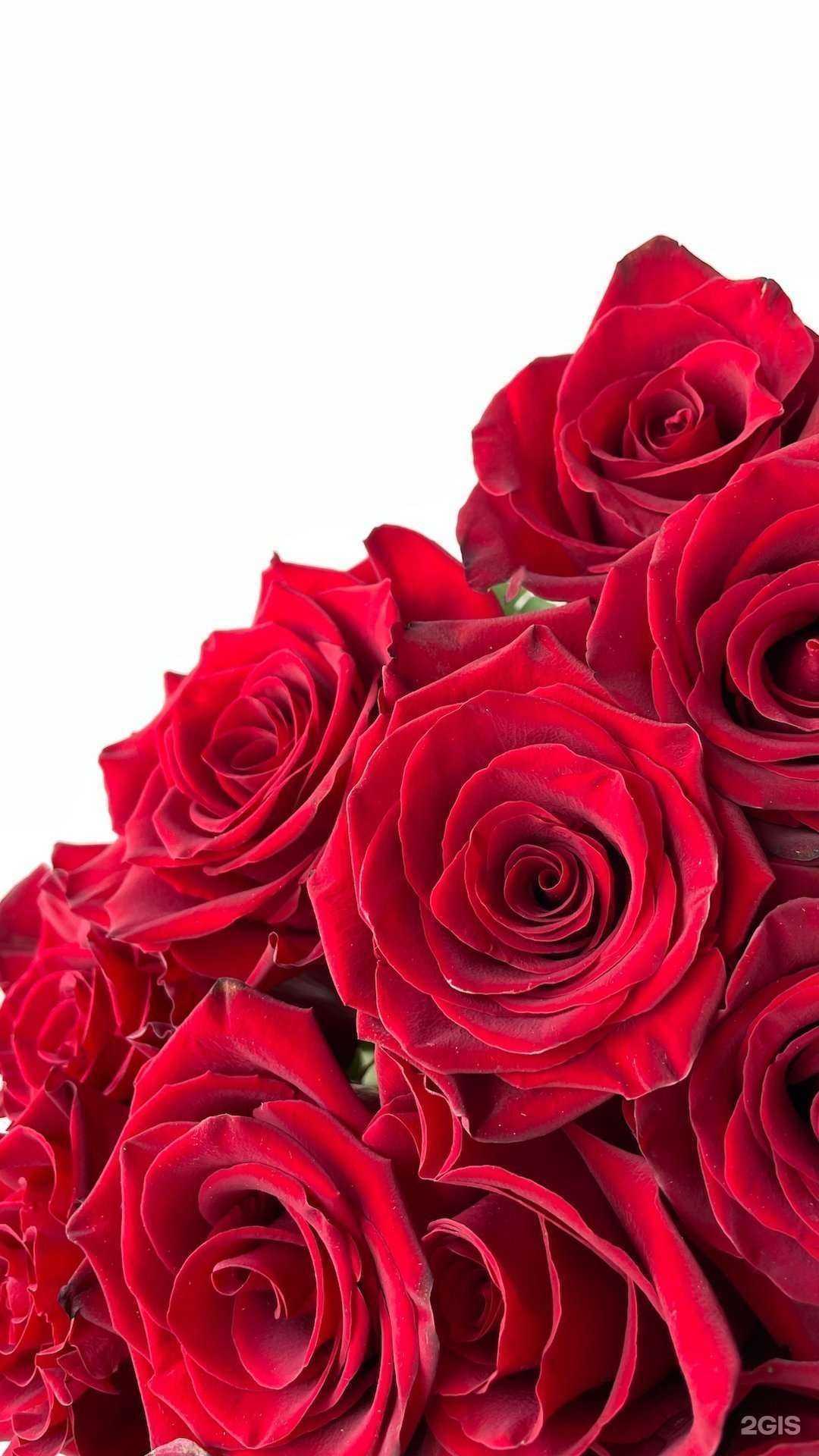 Отзывы на компанию АЗАЛИЯ в г. Рубцовск c фото