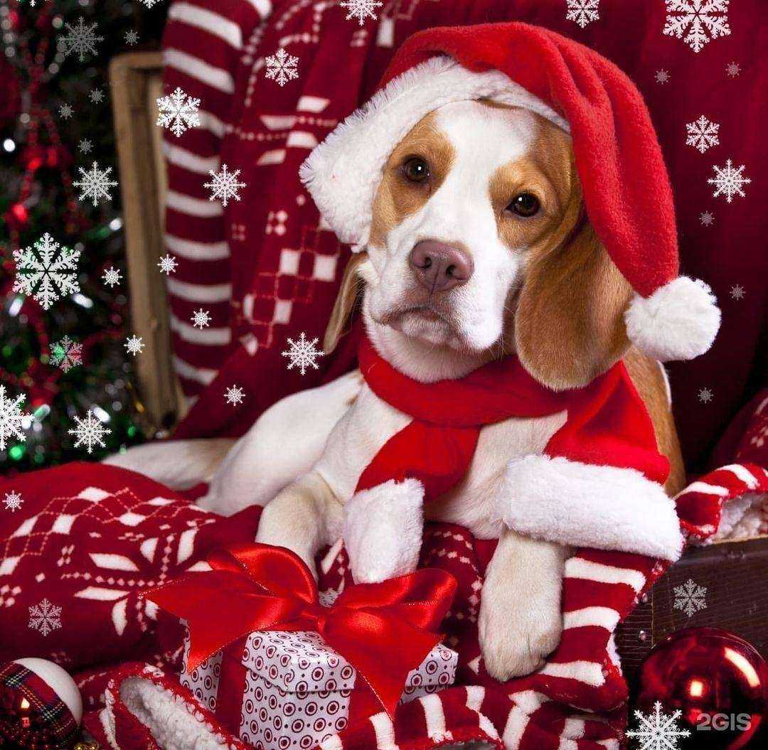 Отзывы на компанию ZooLavka в г. Дудинка c фото