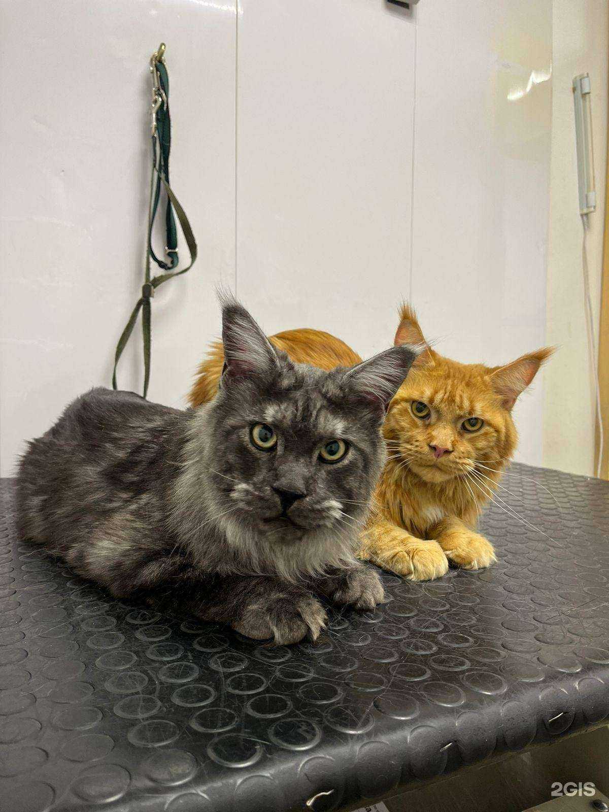 Отзывы на компанию 101 расческа в г. Ростов-на-Дону c фото