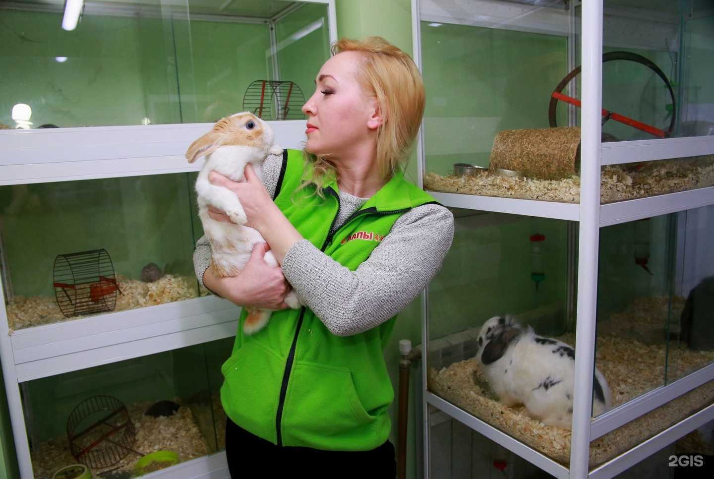 Отзывы на компанию Лапы и Ко в Перми c фото