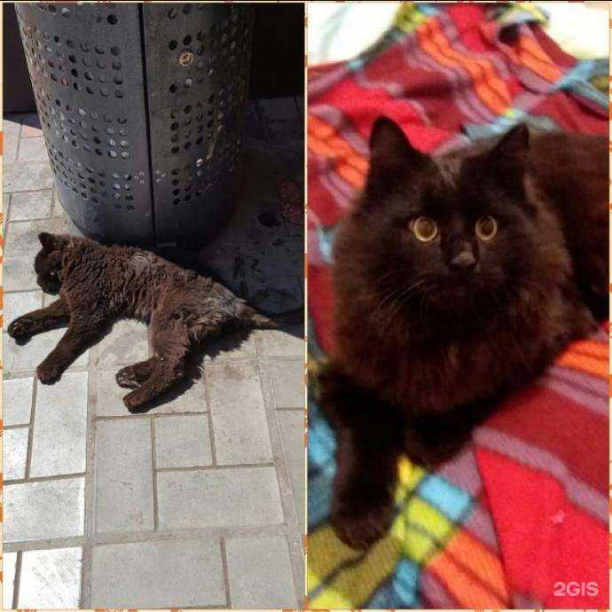 Отзывы на компанию Муниципальный приют для собак в г. Петропавловск-Камчатский c фото