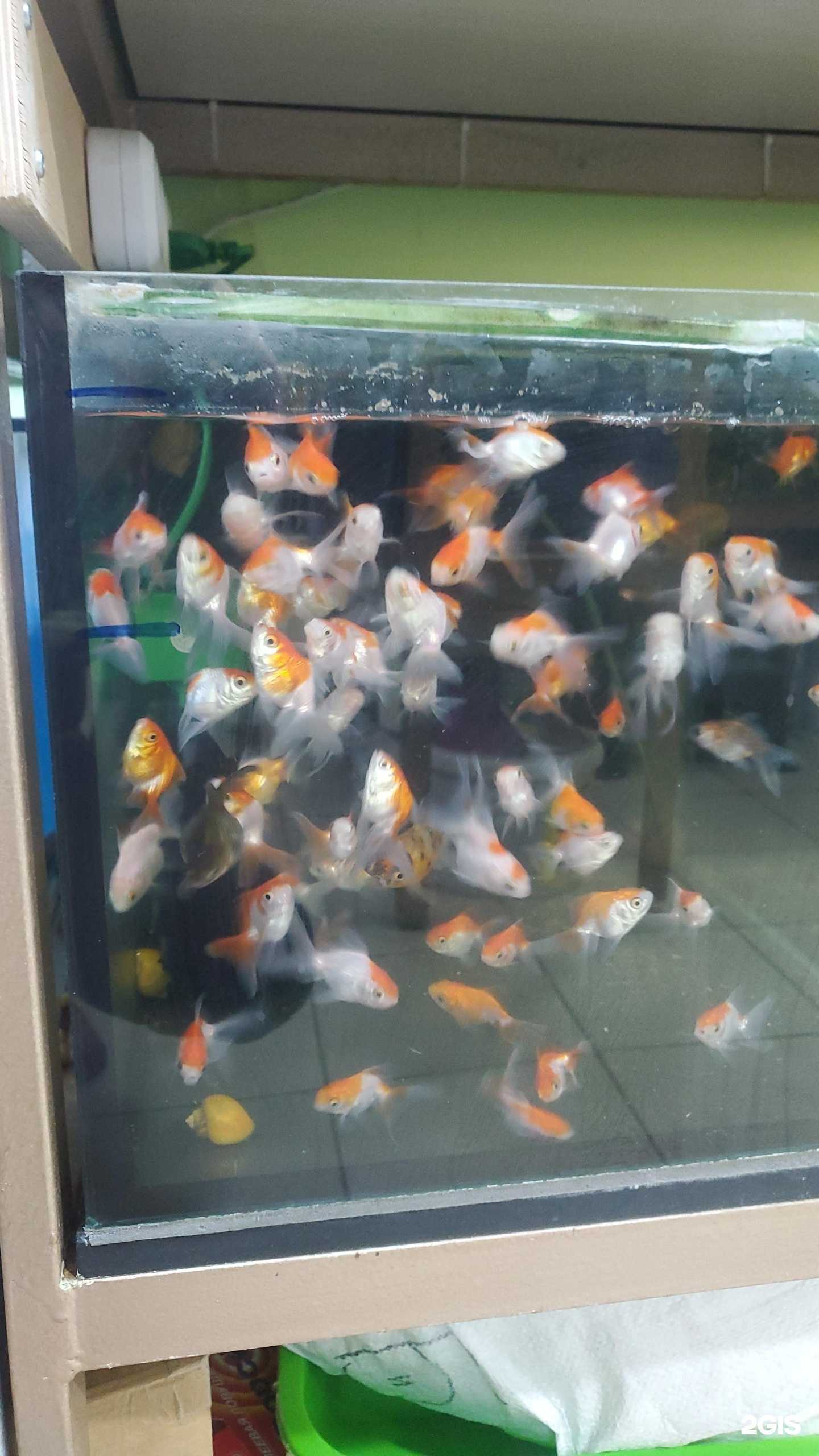 Отзывы на компанию Аквариум в г. Ижевск c фото