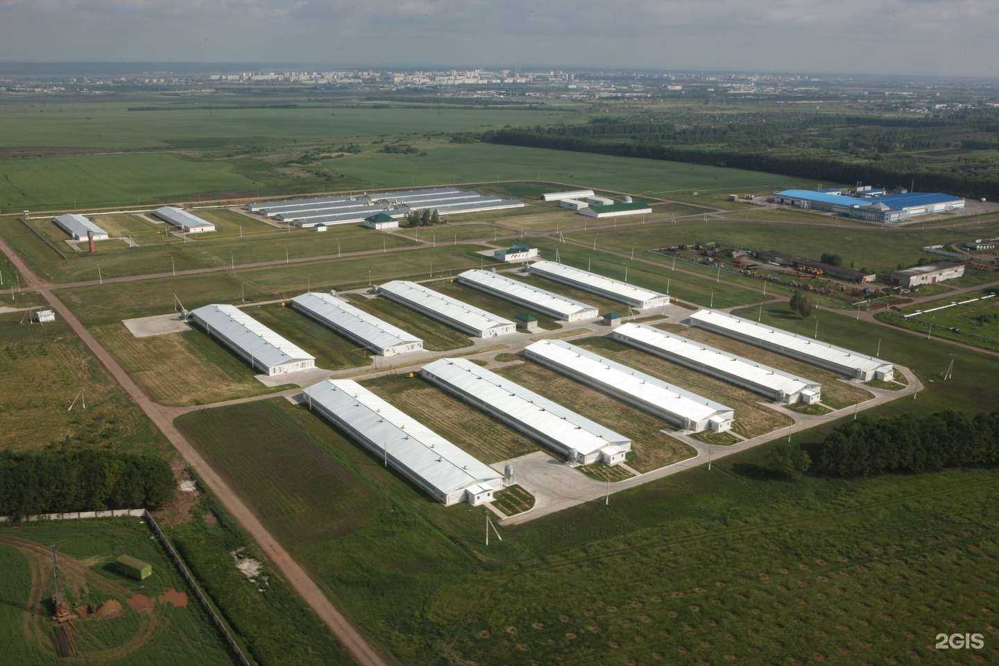 Отзывы на компанию Челны-бройлер в г. Набережные Челны c фото