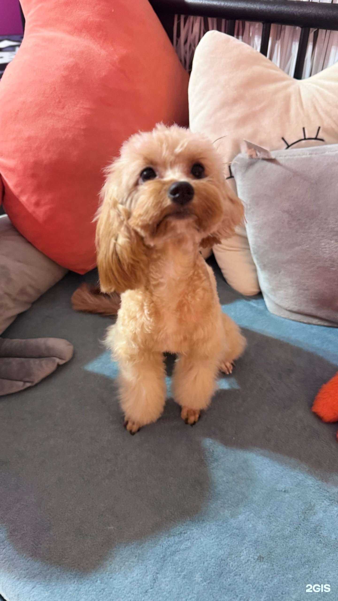 Отзывы на компанию Четыре лапы в г. Реутов c фото