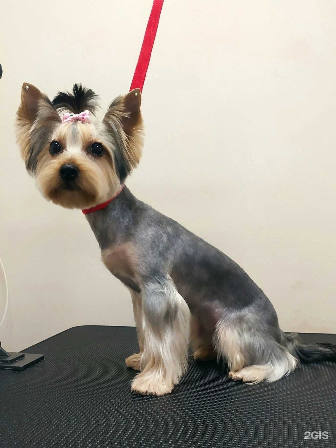 Отзывы на компанию Хороший грумер в г. Пермь c фото