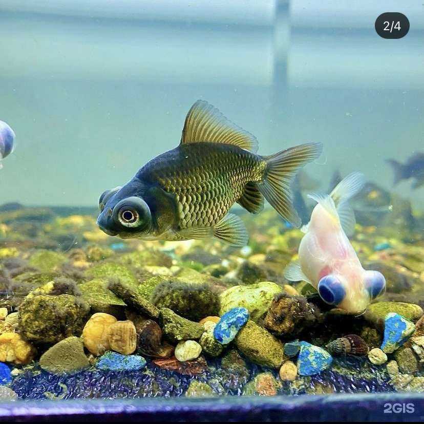 Отзывы на компанию Зоомир в Оренбурге c фото