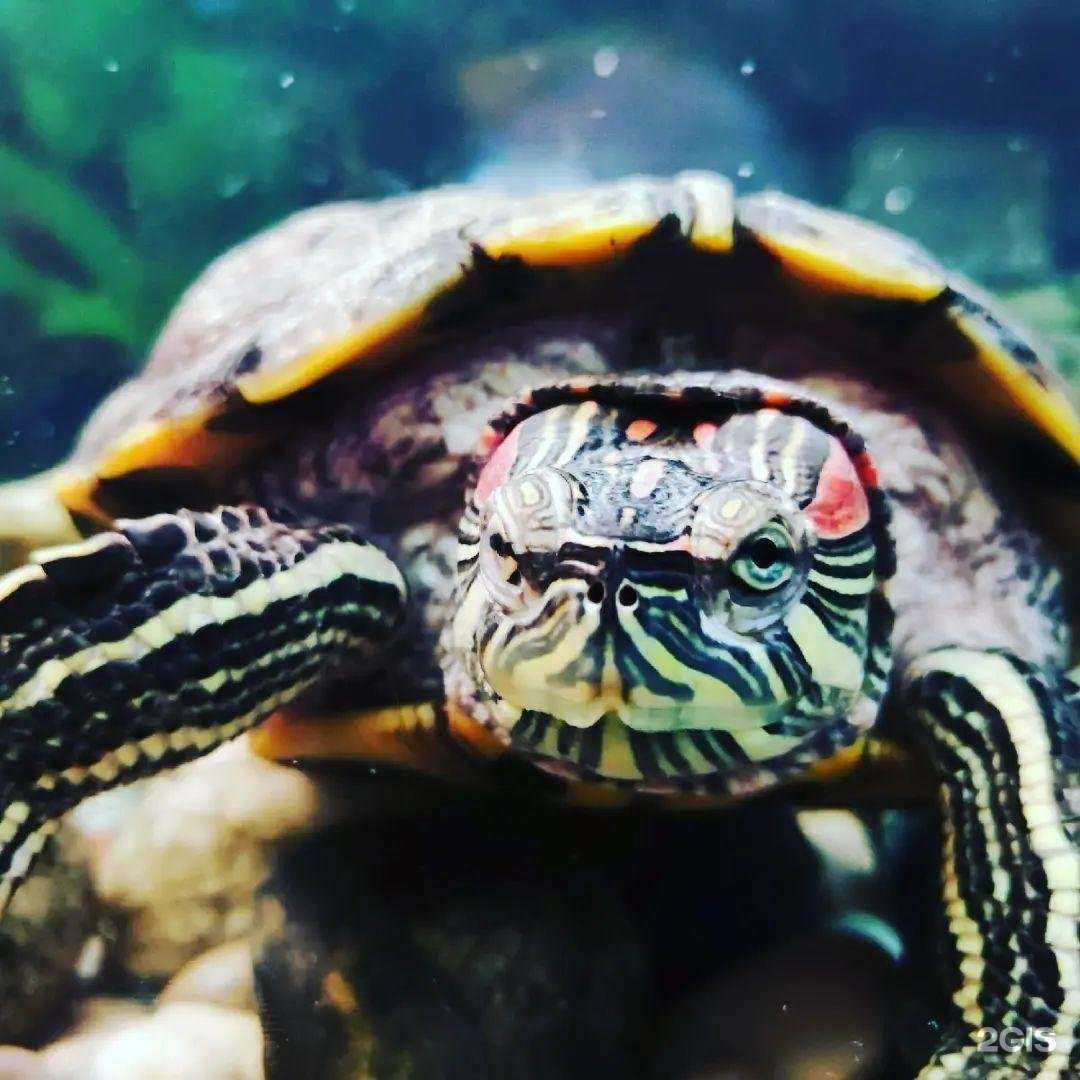 Отзывы на компанию Лукоморье в Междуреченске c фото