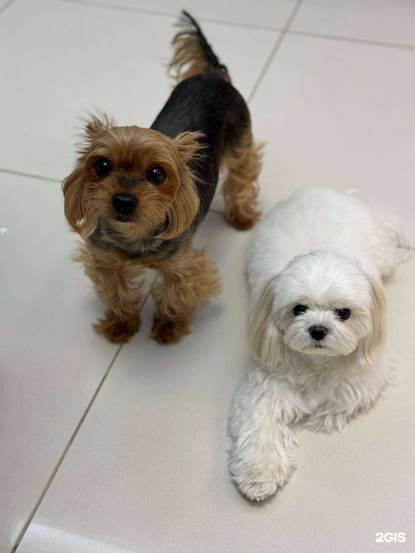 Отзывы на компанию Петан в Омске c фото