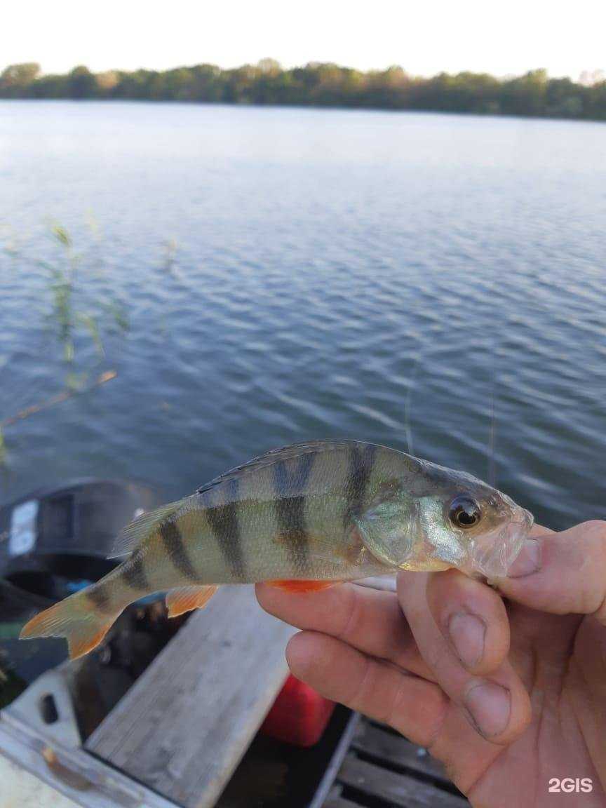 Отзывы на компанию Golden fish в г. Майкоп c фото