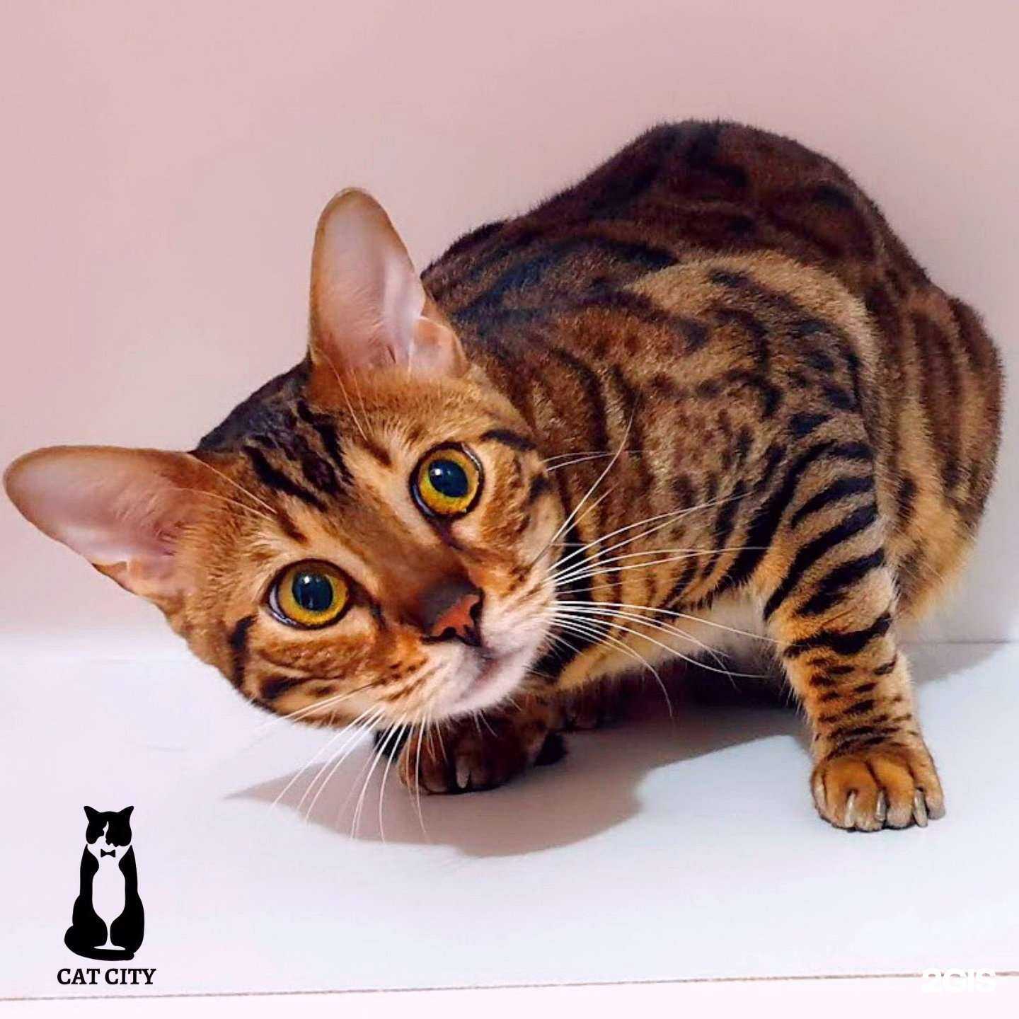 Отзывы на компанию Cat city в г. Нижний Новгород c фото