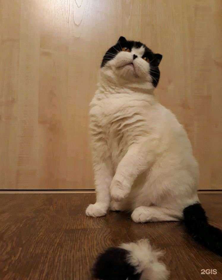 Отзывы на компанию Кошкин дом в Красноярске c фото