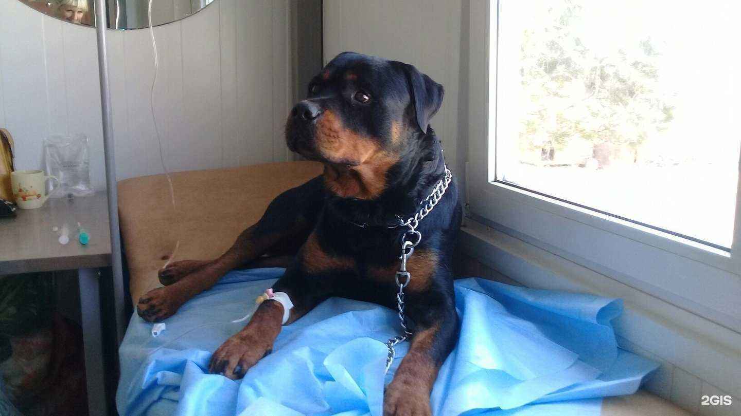 Отзывы на компанию Бетховен в Елабуге c фото