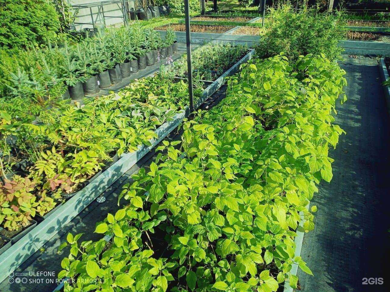 Отзывы на компанию Зеленый Город в Новосибирске c фото