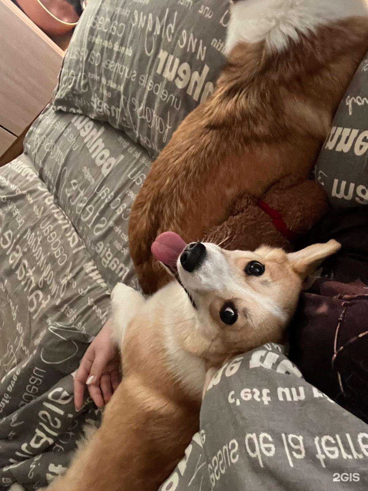 Отзывы на компанию Прогулка дога  в г. Краснодар c фото