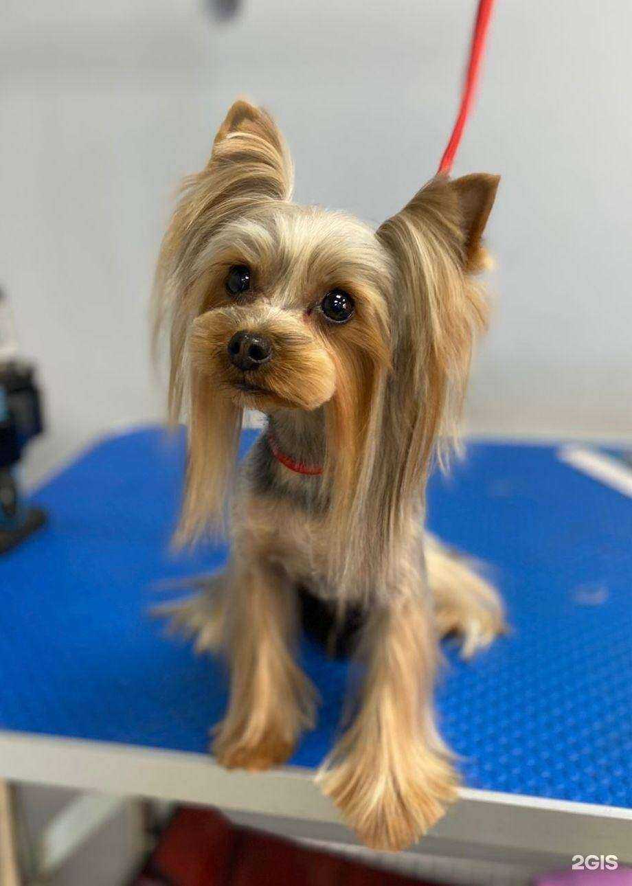 Отзывы на компанию Groomer Bar в г. Ростов-на-Дону c фото