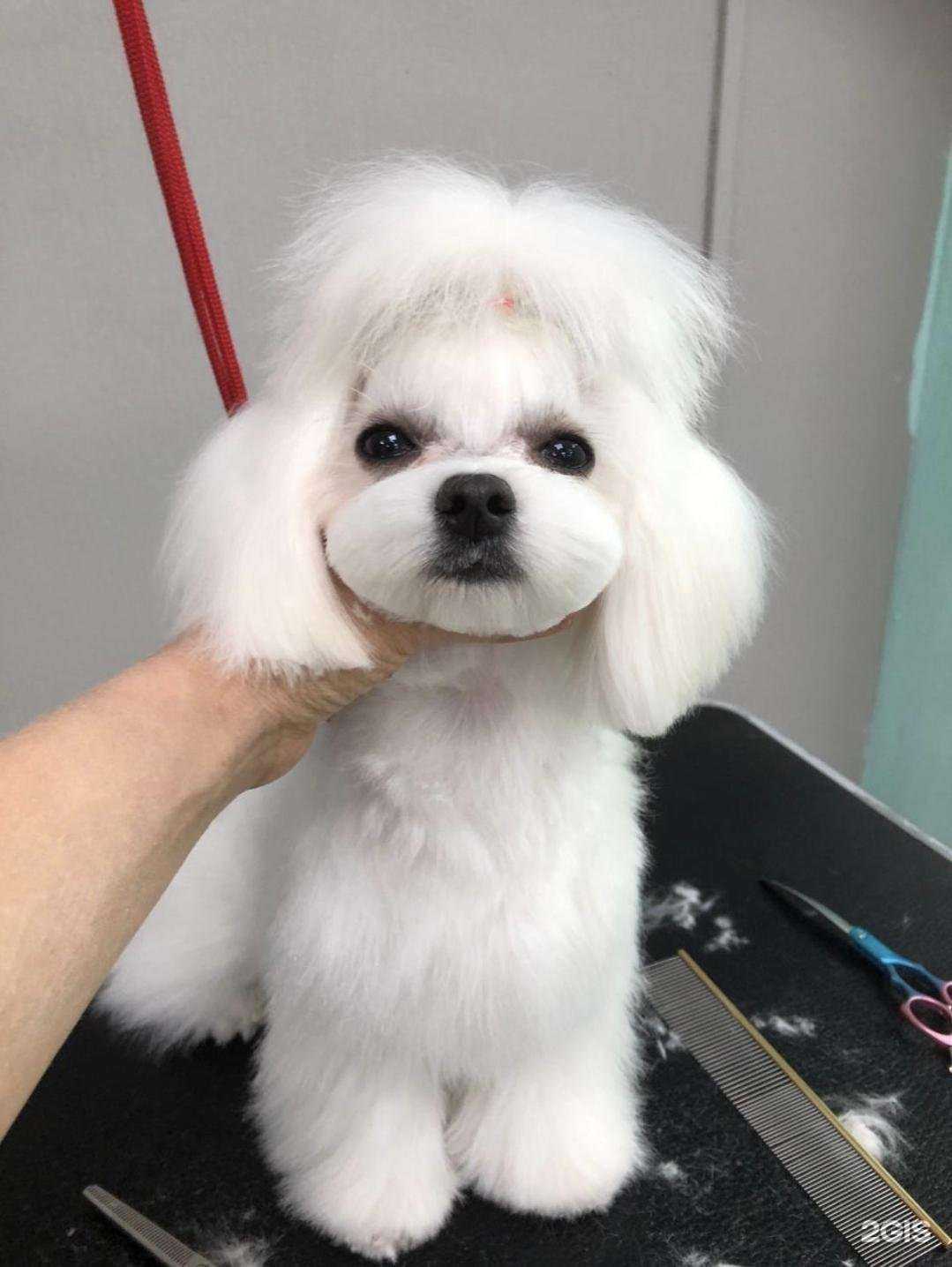 Отзывы на компанию Zoopersona в г. Краснодар c фото