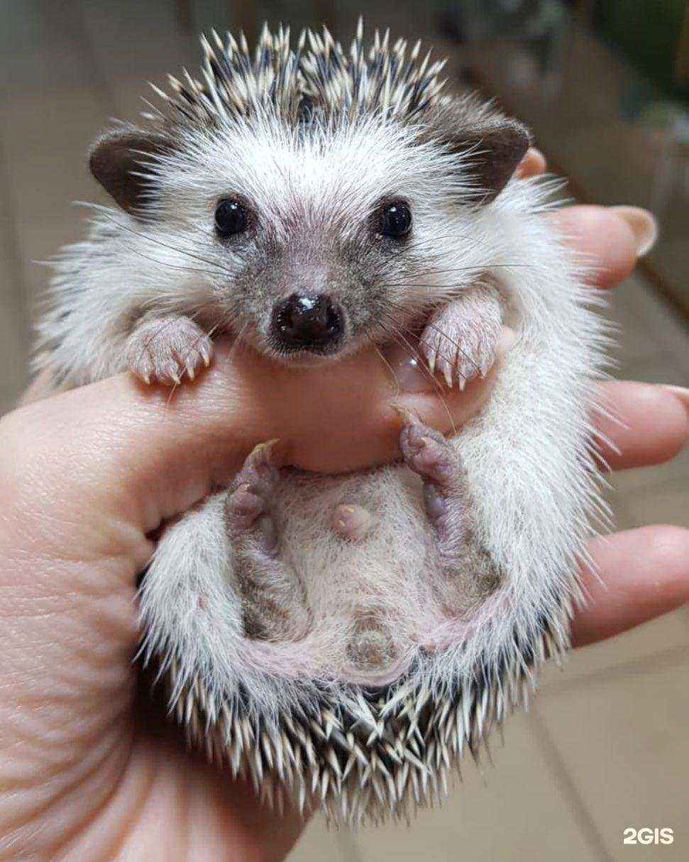 Отзывы на компанию Мадагаскар в г. Сочи c фото