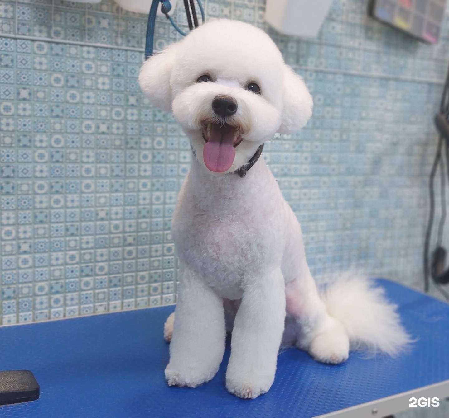 Отзывы на компанию Veles.vet в Краснодаре c фото