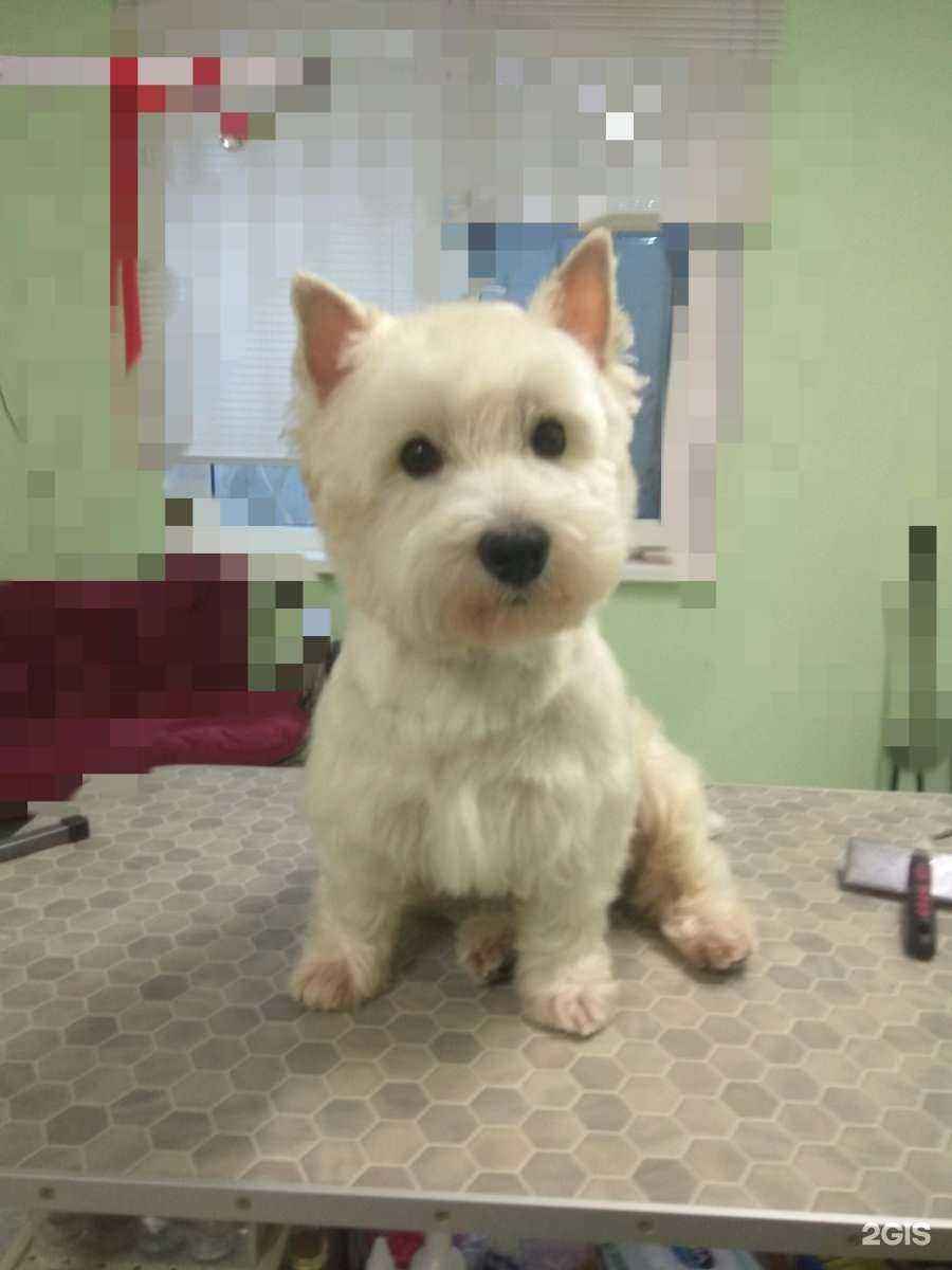 Отзывы на компанию Groom remi в г. Краснодар c фото