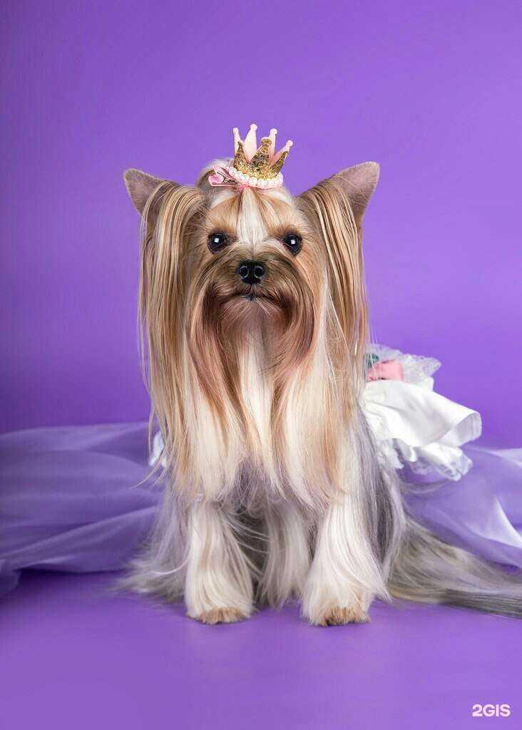 Отзывы на компанию Чеширский кот в г. Нижний Новгород c фото