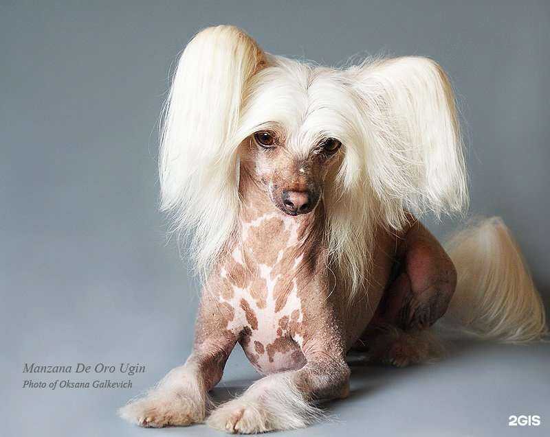 Отзывы на компанию Зоошарм в Омске c фото