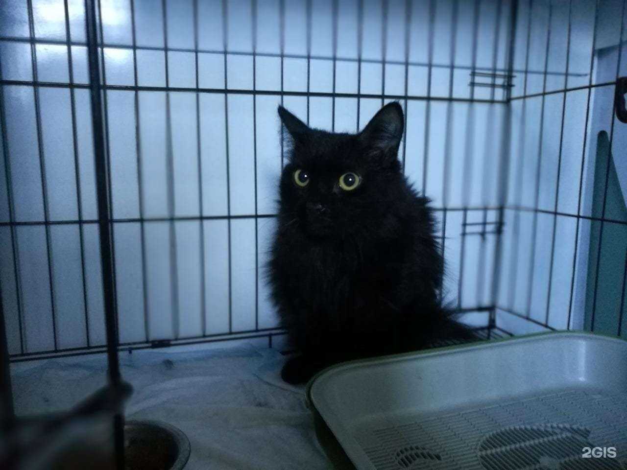 Отзывы на компанию Мокрый нос в Барнауле c фото