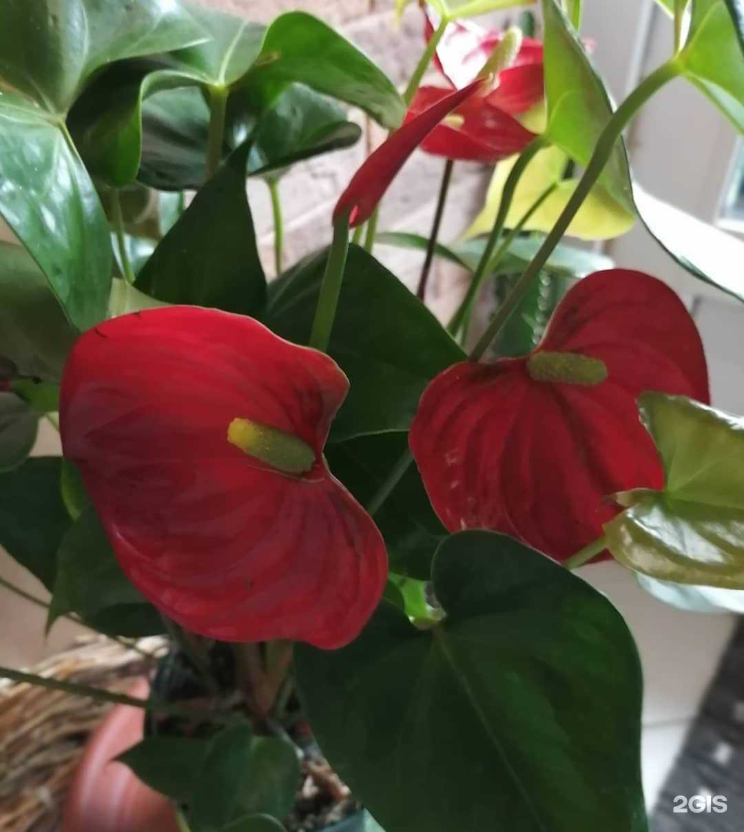 Отзывы на компанию Сакура в г. Самара c фото