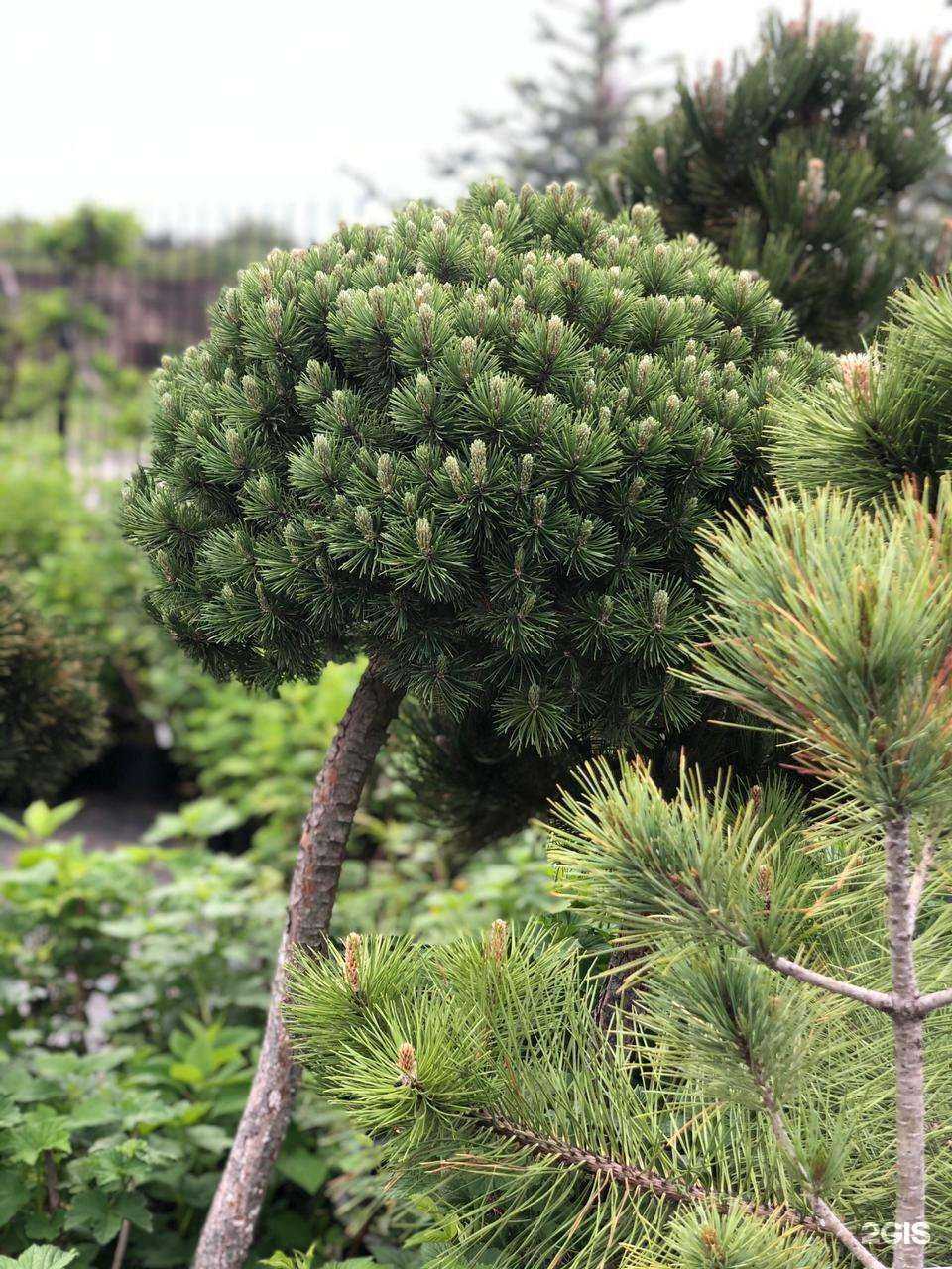 Отзывы на компанию Изумрудный в г. Воронеж c фото