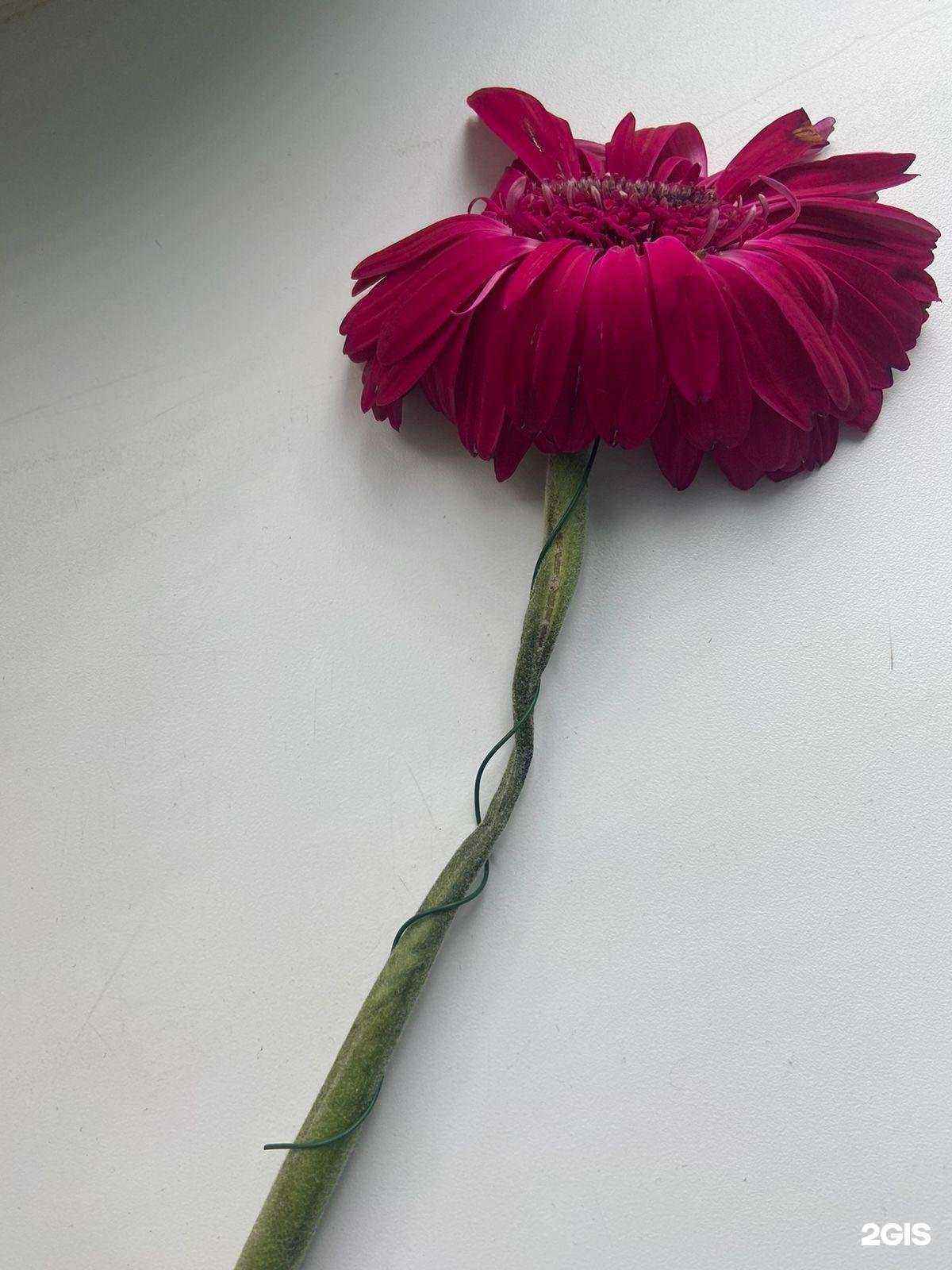 Отзывы на компанию Фиалка в г. Чебоксары c фото