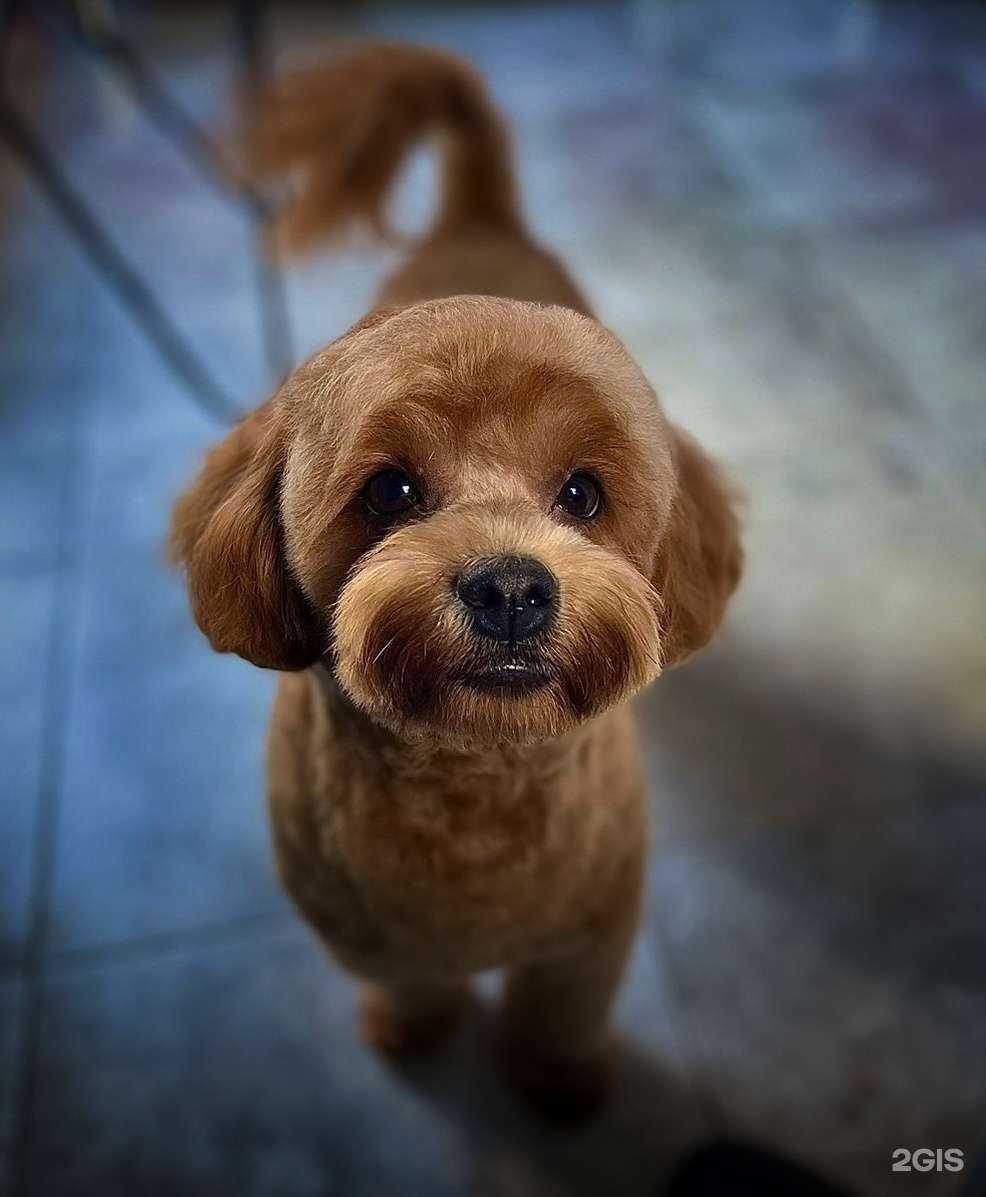 Отзывы на компанию Hi Dog  в Сочи c фото